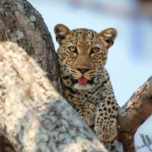 IMG_2923-01-01-01-01-01